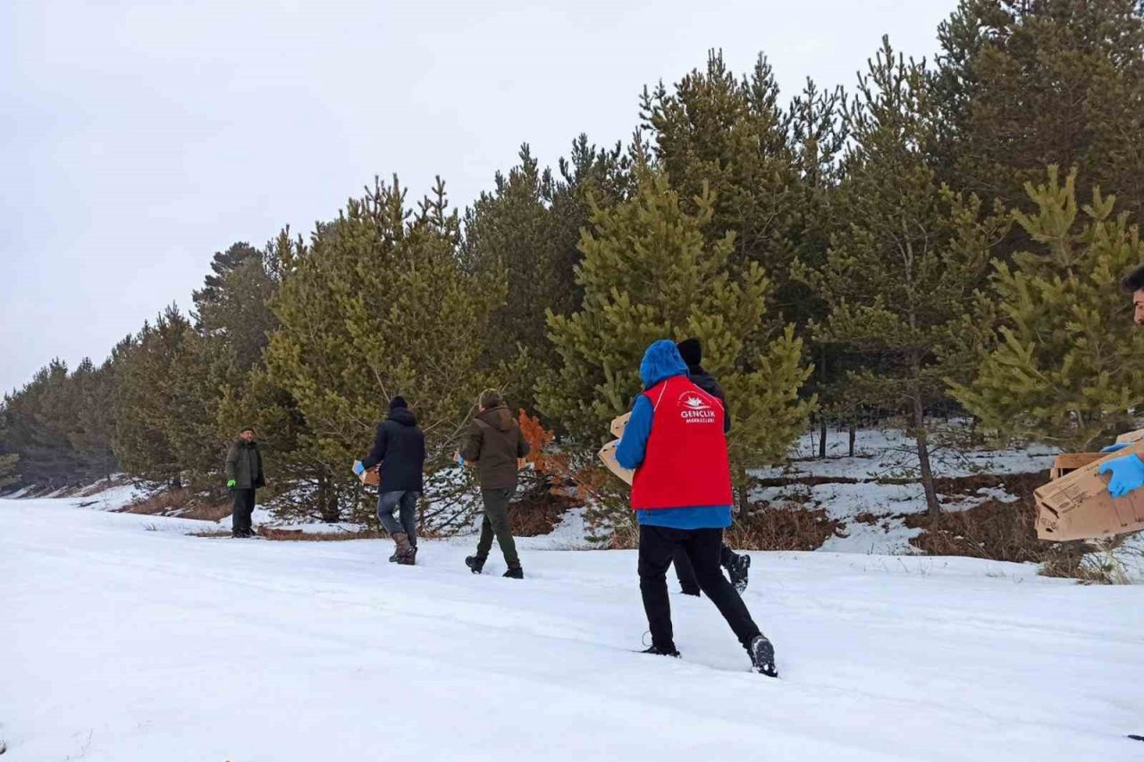 Ardahan’da yaban hayatı için doğaya yem bırakıldı