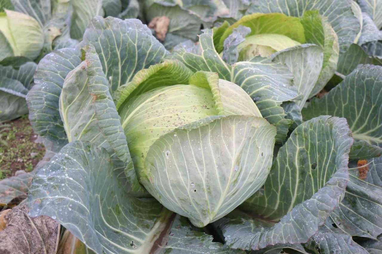 Kuraklığın tarıma etkisi