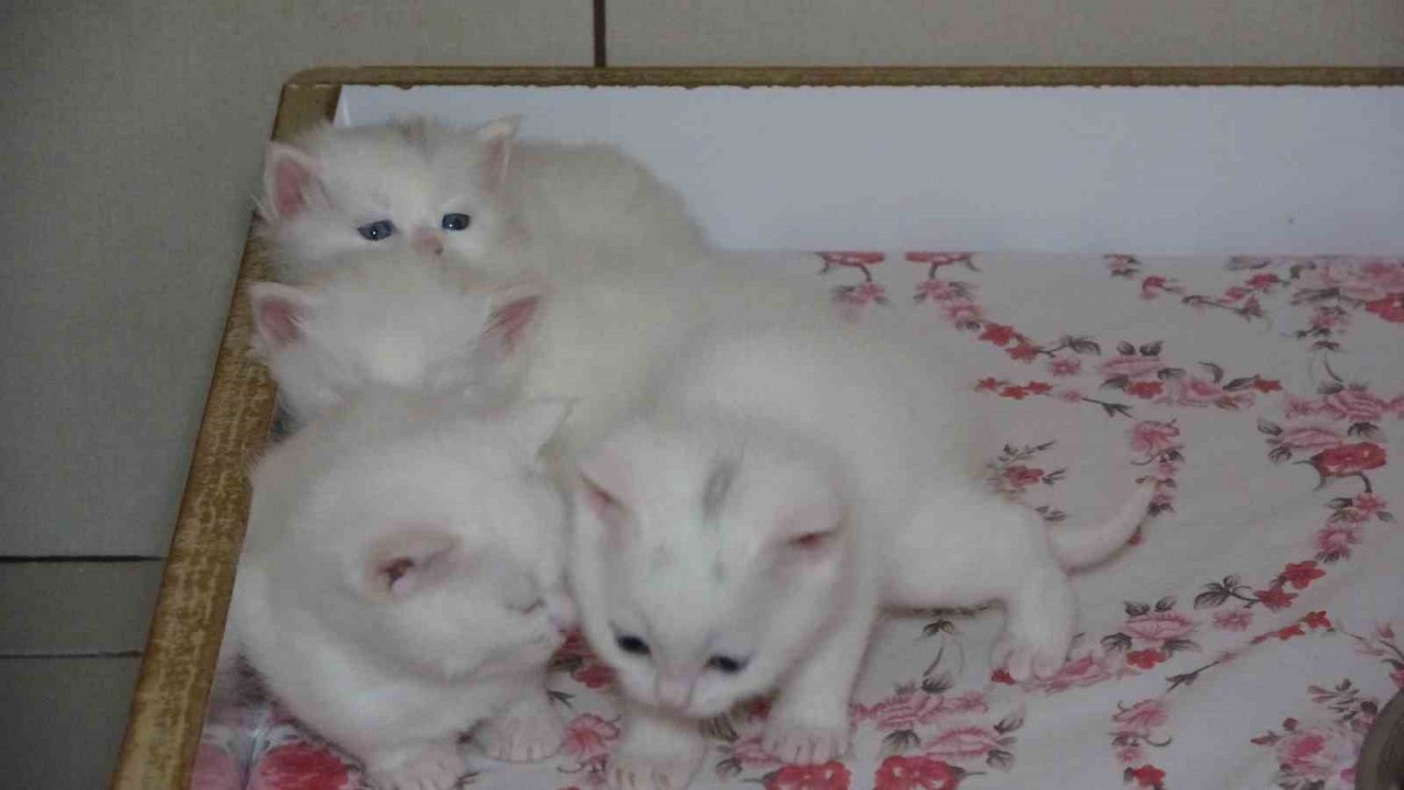 Depremzede kediler villada misafir ediliyor