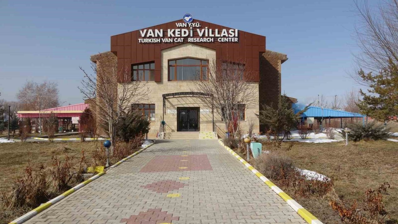 Depremzede kediler villada misafir ediliyor