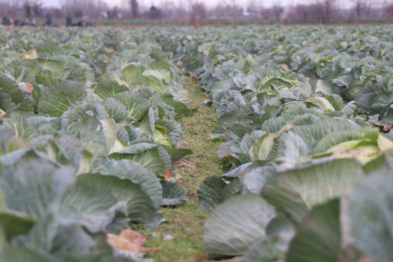 Kuraklığın tarıma etkisi