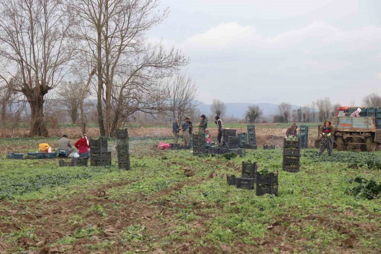 Kuraklığın tarıma etkisi