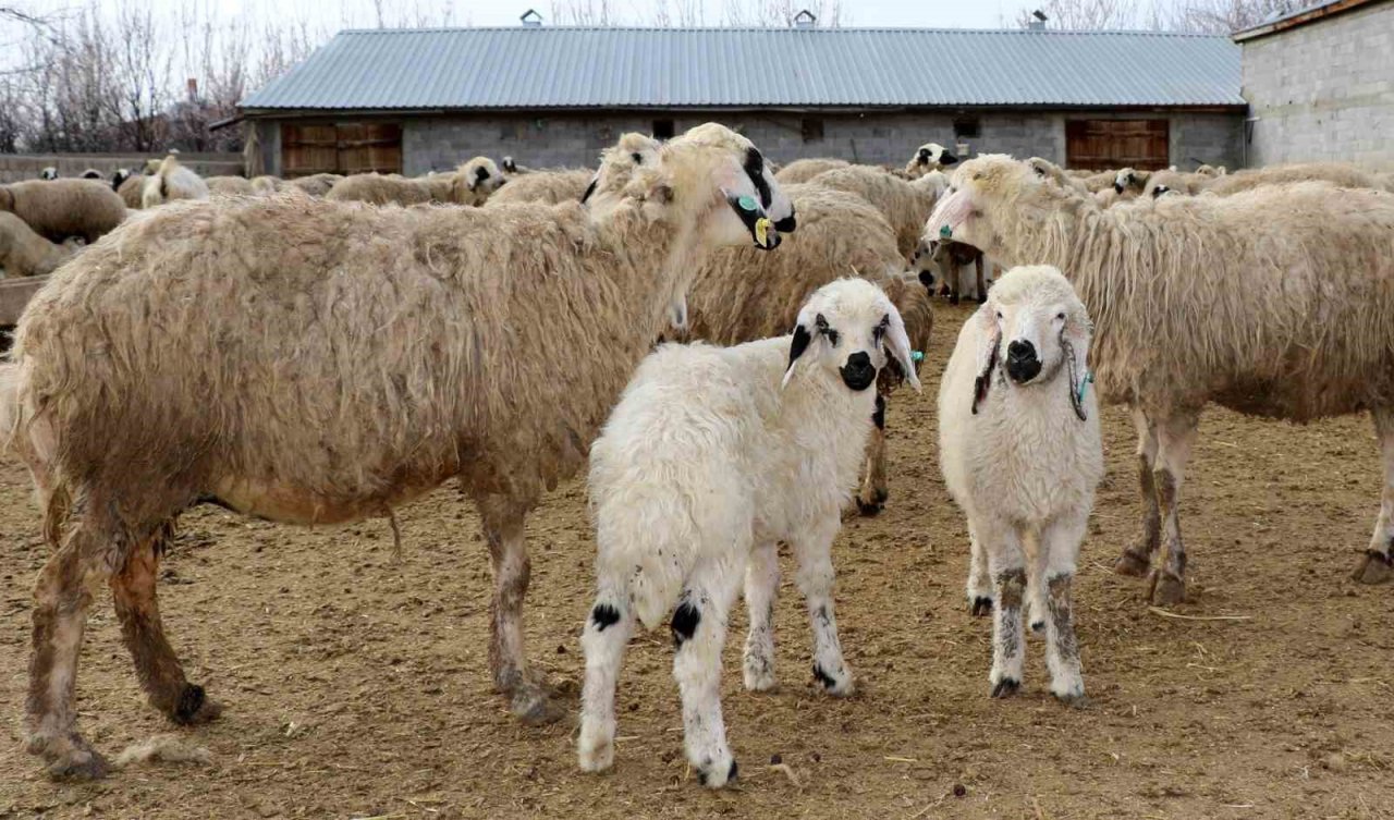 Süt kuzuları günde 2 defa anneleriyle buluşturuluyor