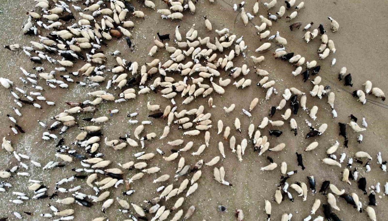 Süt kuzuları günde 2 defa anneleriyle buluşturuluyor