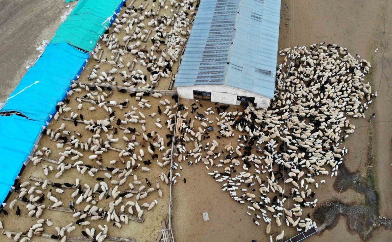 Süt kuzuları günde 2 defa anneleriyle buluşturuluyor