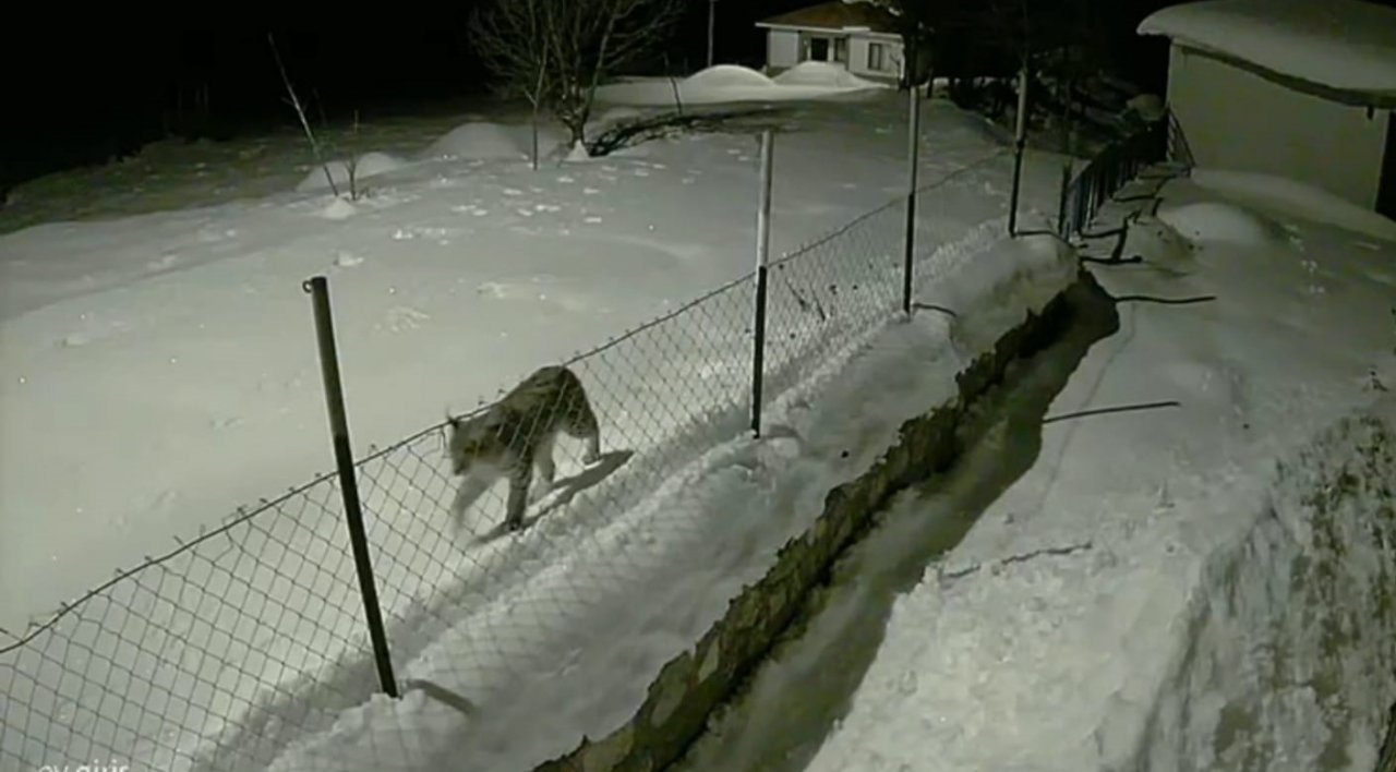 Birinci derece koruma altındaki vaşak güvenlik kamerasında