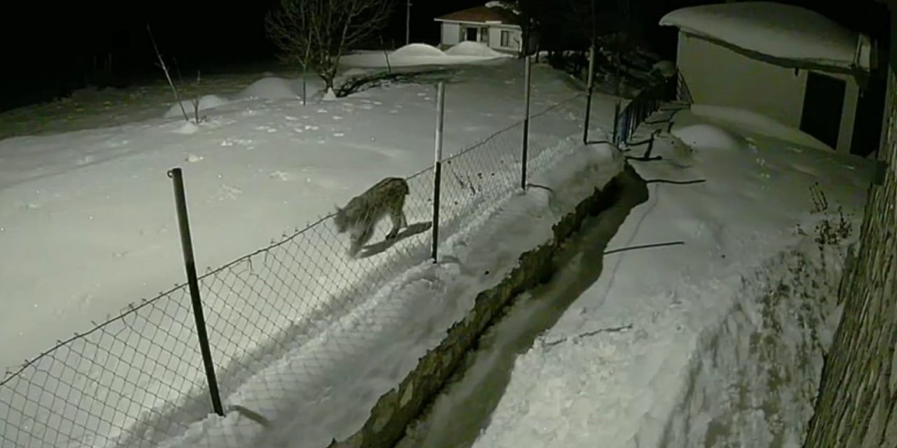 Birinci derece koruma altındaki vaşak güvenlik kamerasında