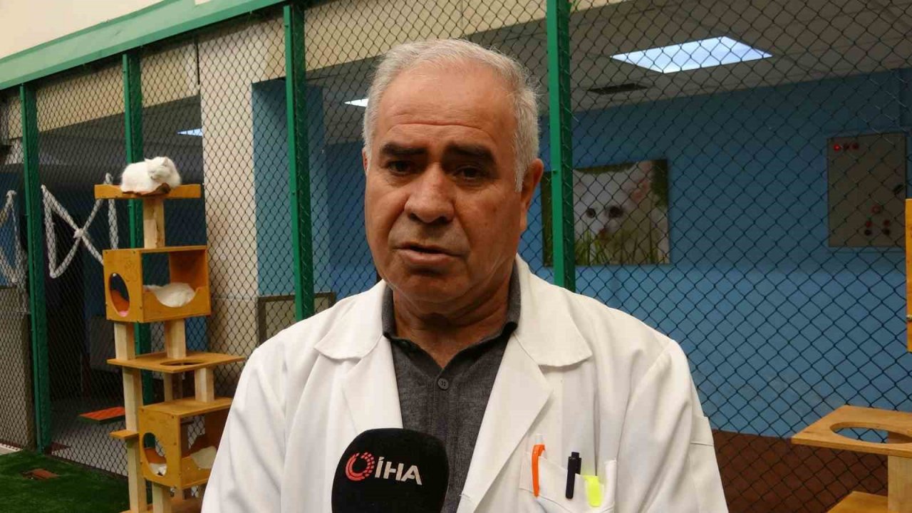 Depremzede kediler villada misafir ediliyor