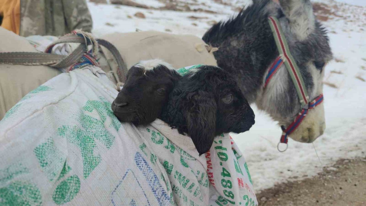 Van’da besicilerin zorlu kış mesaisi