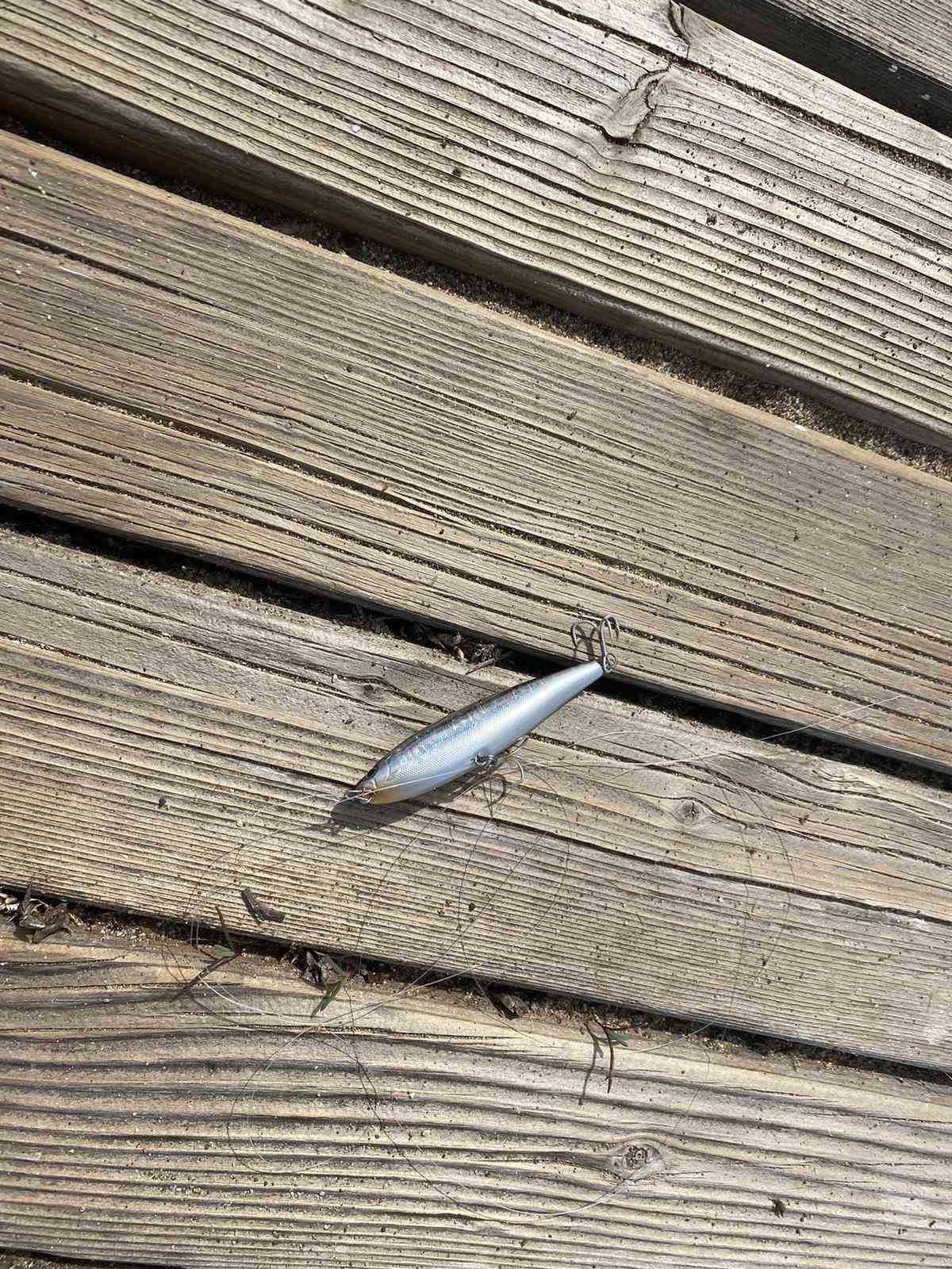 Misina ipine dolanan martıyı temizlik işçisi kurtardı