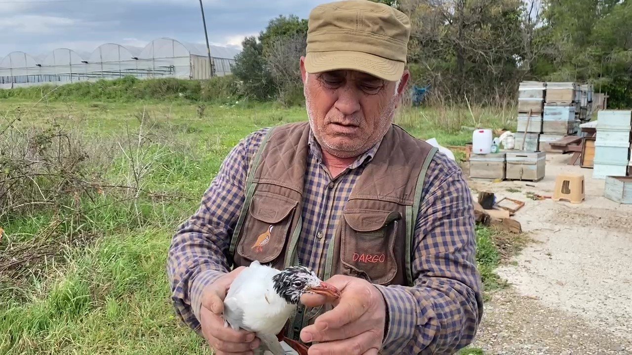 Misina ipine dolanan martıyı temizlik işçisi kurtardı