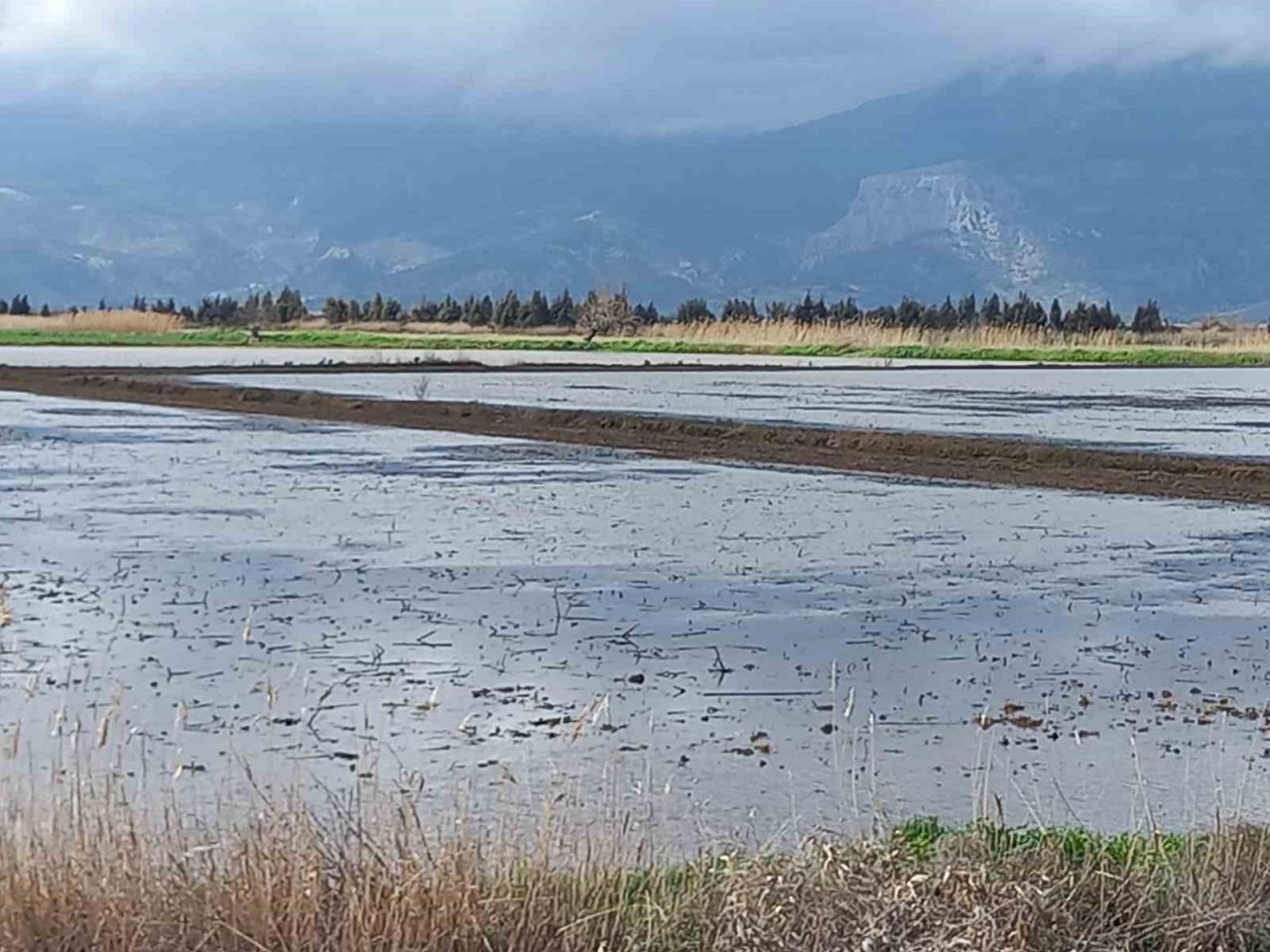 Aydın’da yağışlar çiftçinin yüzünü güldürdü