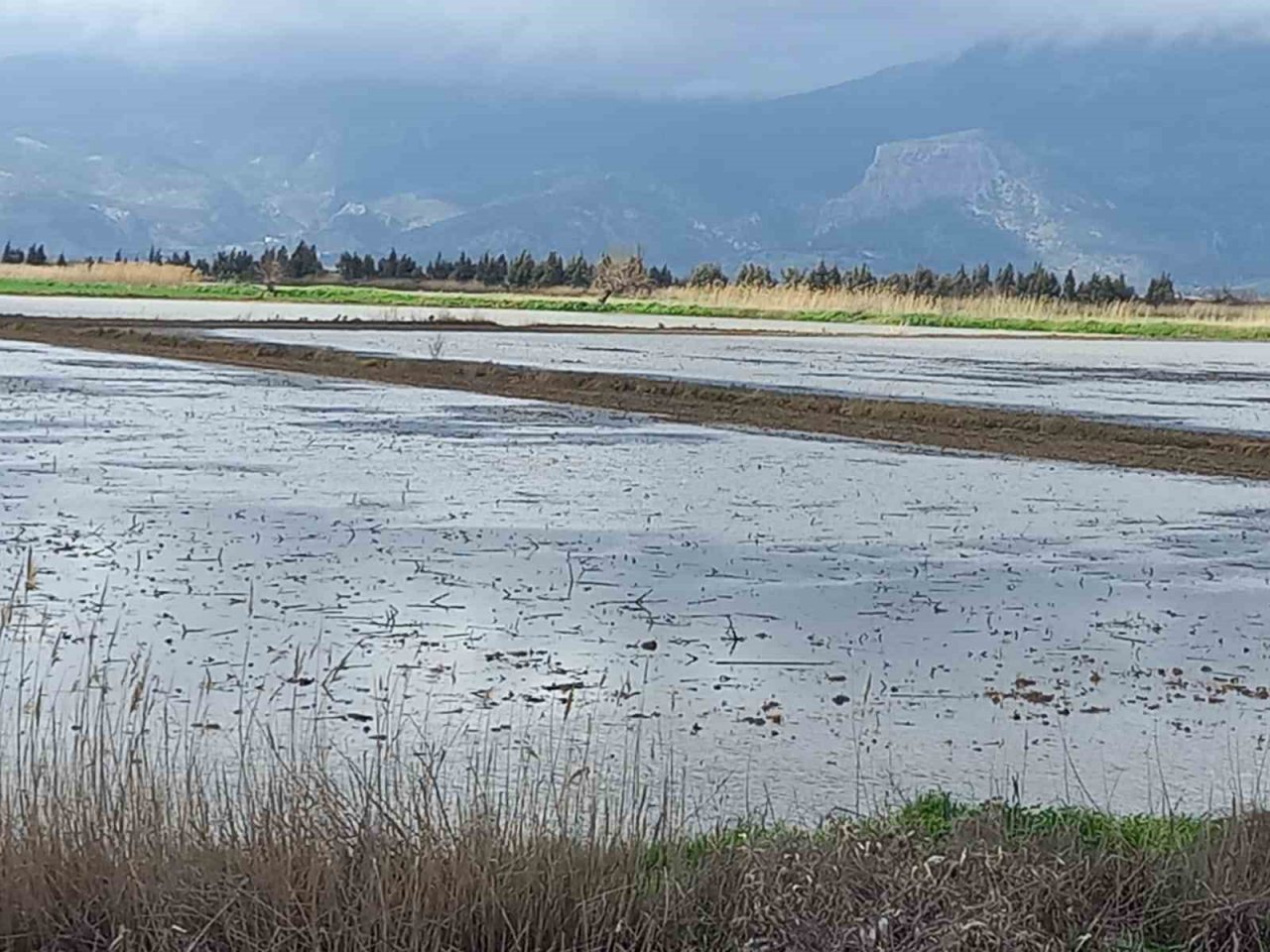 Aydın’da yağışlar çiftçinin yüzünü güldürdü