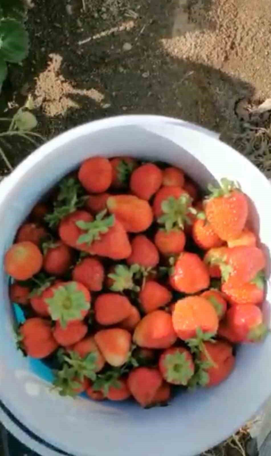 Türkistan bu çileğin peşinde