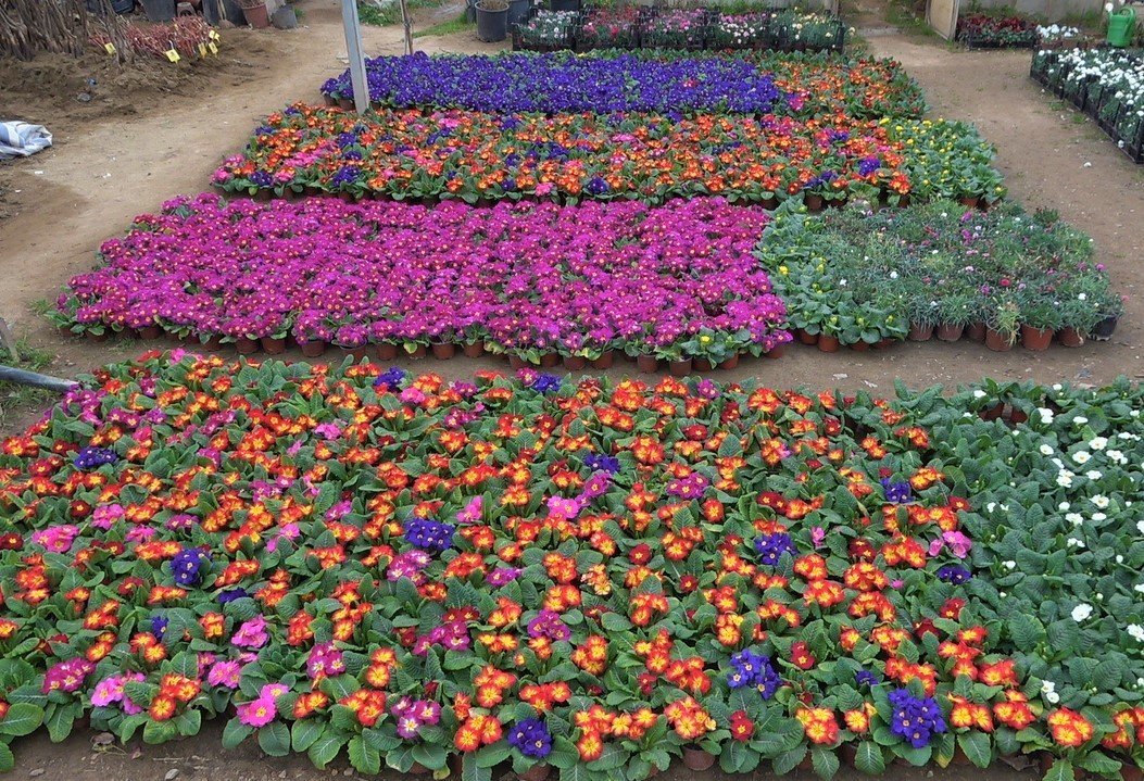 Çiçekler ’Kadınlar Günü’ için hazırlandı