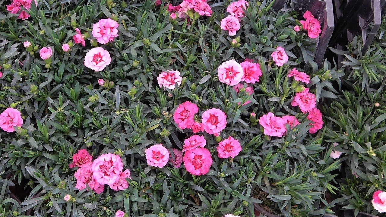 Çiçekler ’Kadınlar Günü’ için hazırlandı