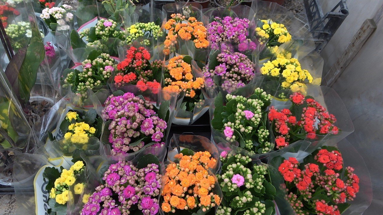 Çiçekler ’Kadınlar Günü’ için hazırlandı