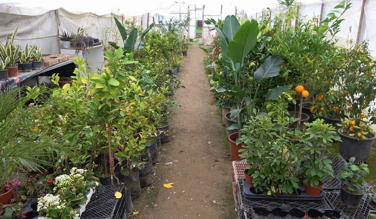 Çiçekler ’Kadınlar Günü’ için hazırlandı