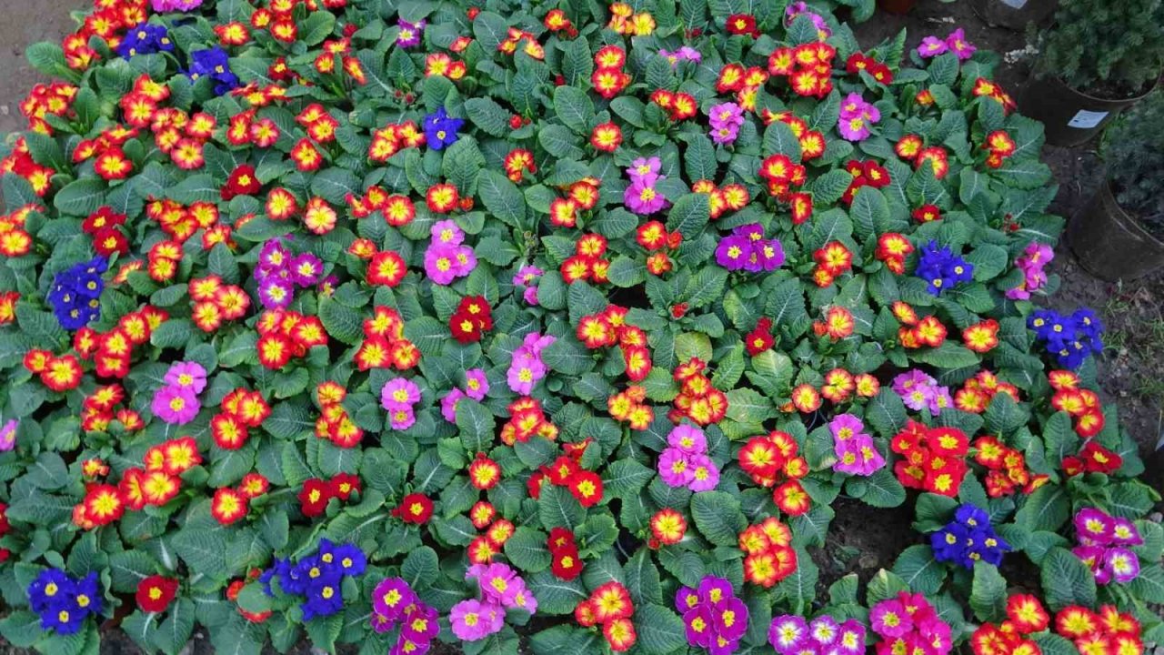 Çiçekler ’Kadınlar Günü’ için hazırlandı