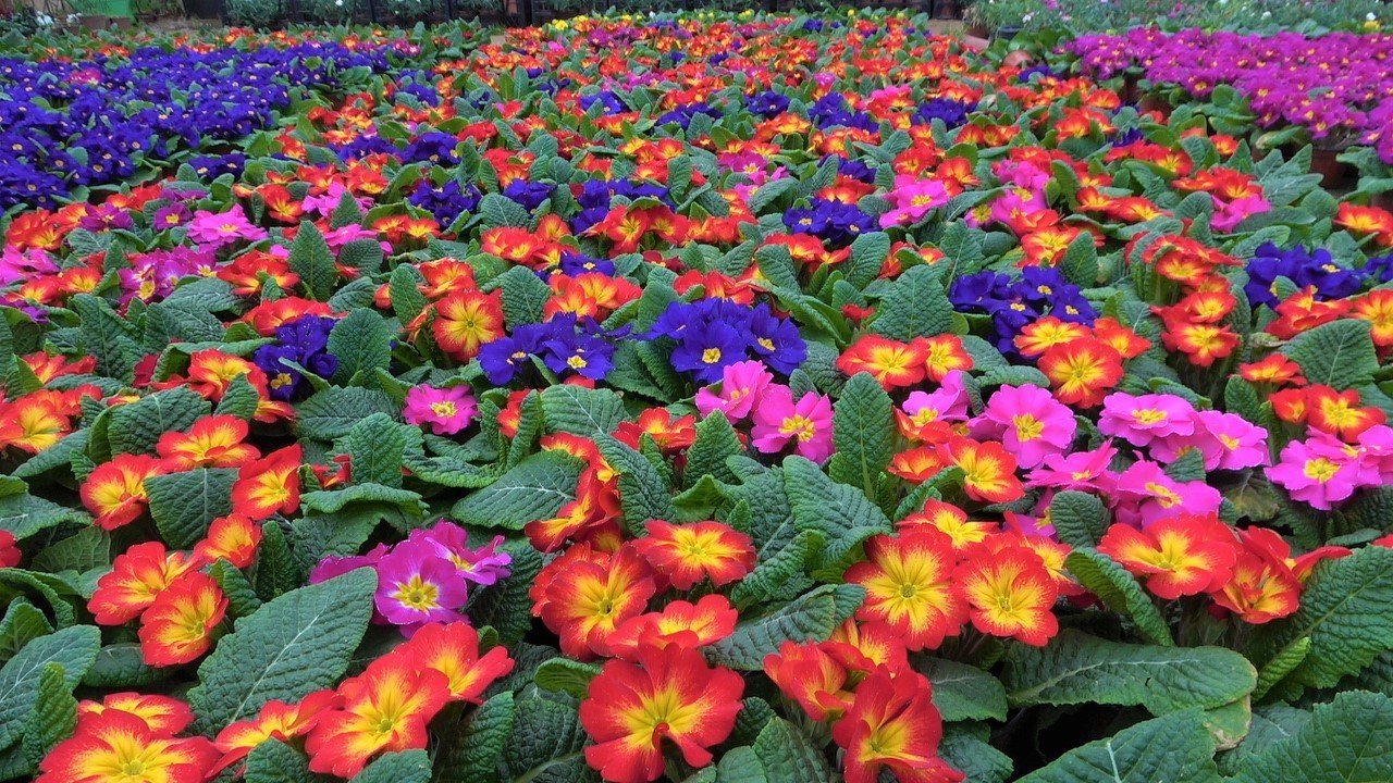 Çiçekler ’Kadınlar Günü’ için hazırlandı