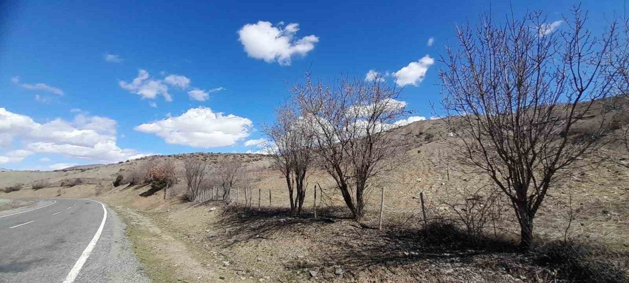 Kulp’ta badem ağaçları çiçek açtı