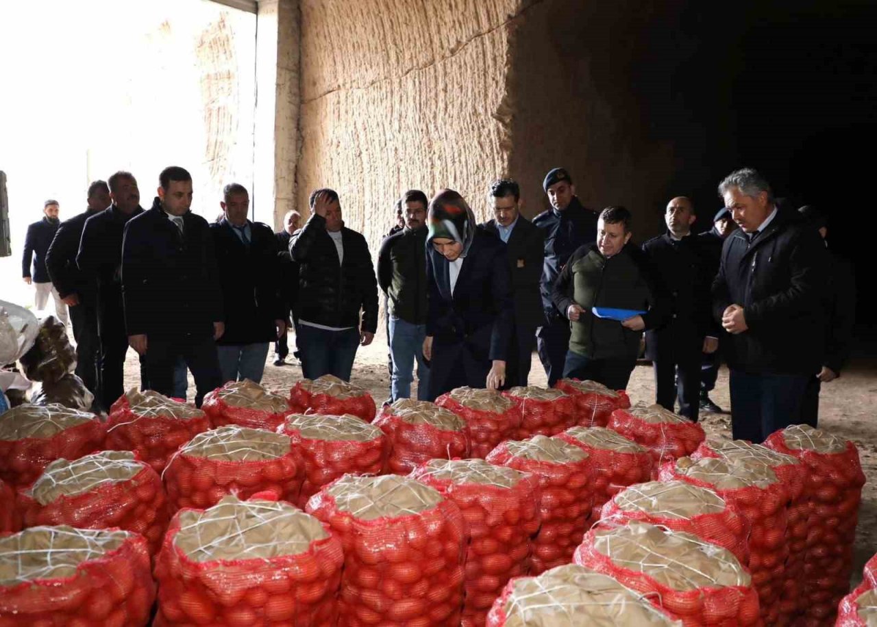 Bu depolarda patates doğal yöntemlerle en az 1 yıl saklanıyor