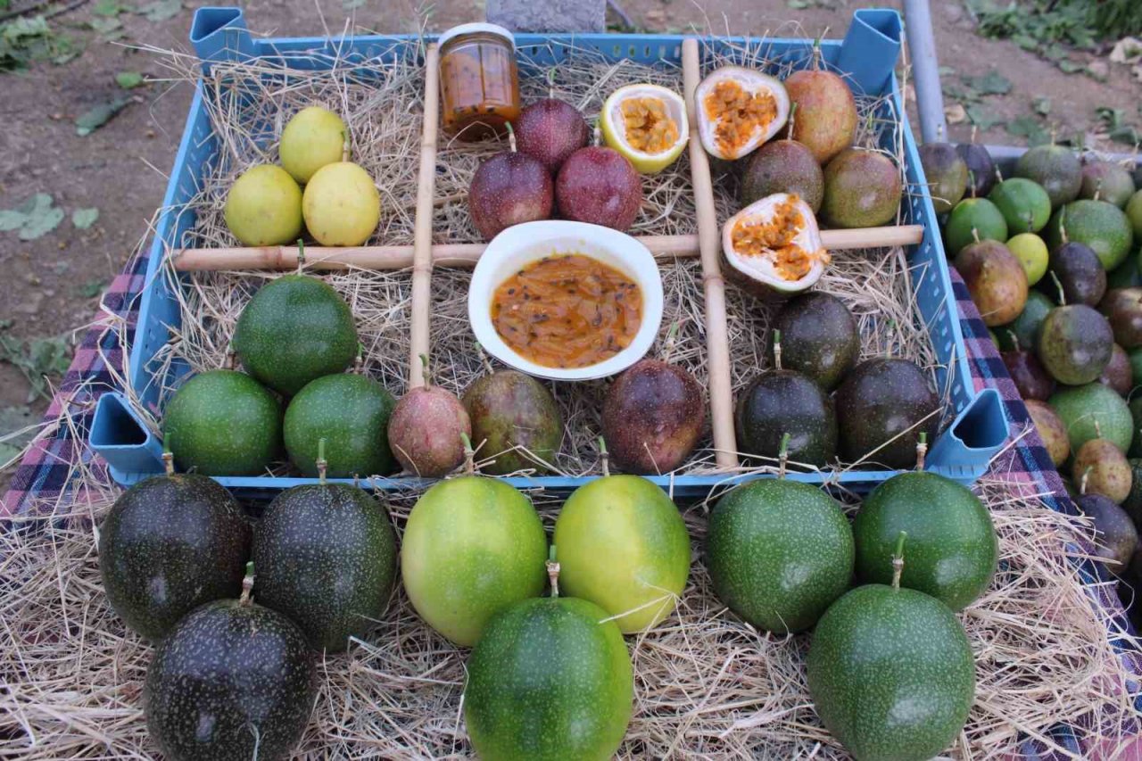 İthal meyveyi İzmir’de üretti, rotayı Avrupa’ya çevirdi