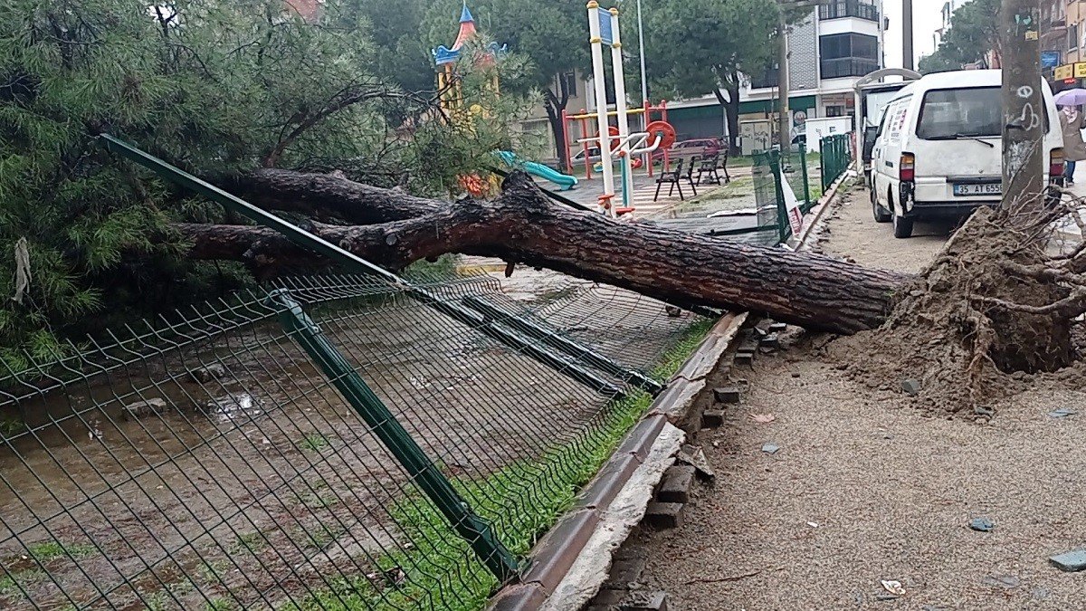 Edremit’te yağmur çam ağacını devirdi