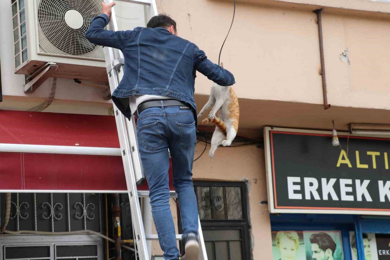 Çatıda mahsur kalan "Arsız” kedi 5 gün sonra kurtarıldı