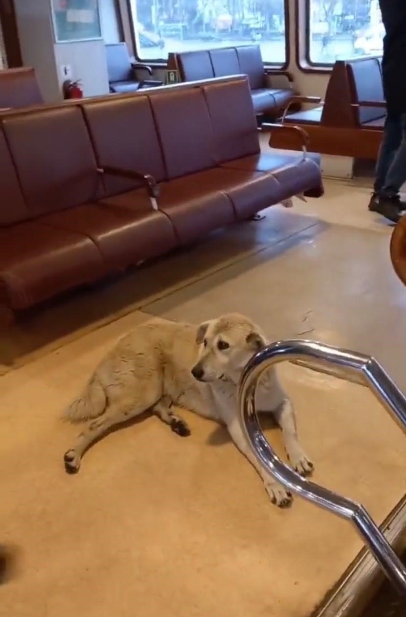 Vapurda köpek krizi: Kaptan seferi iptal etti