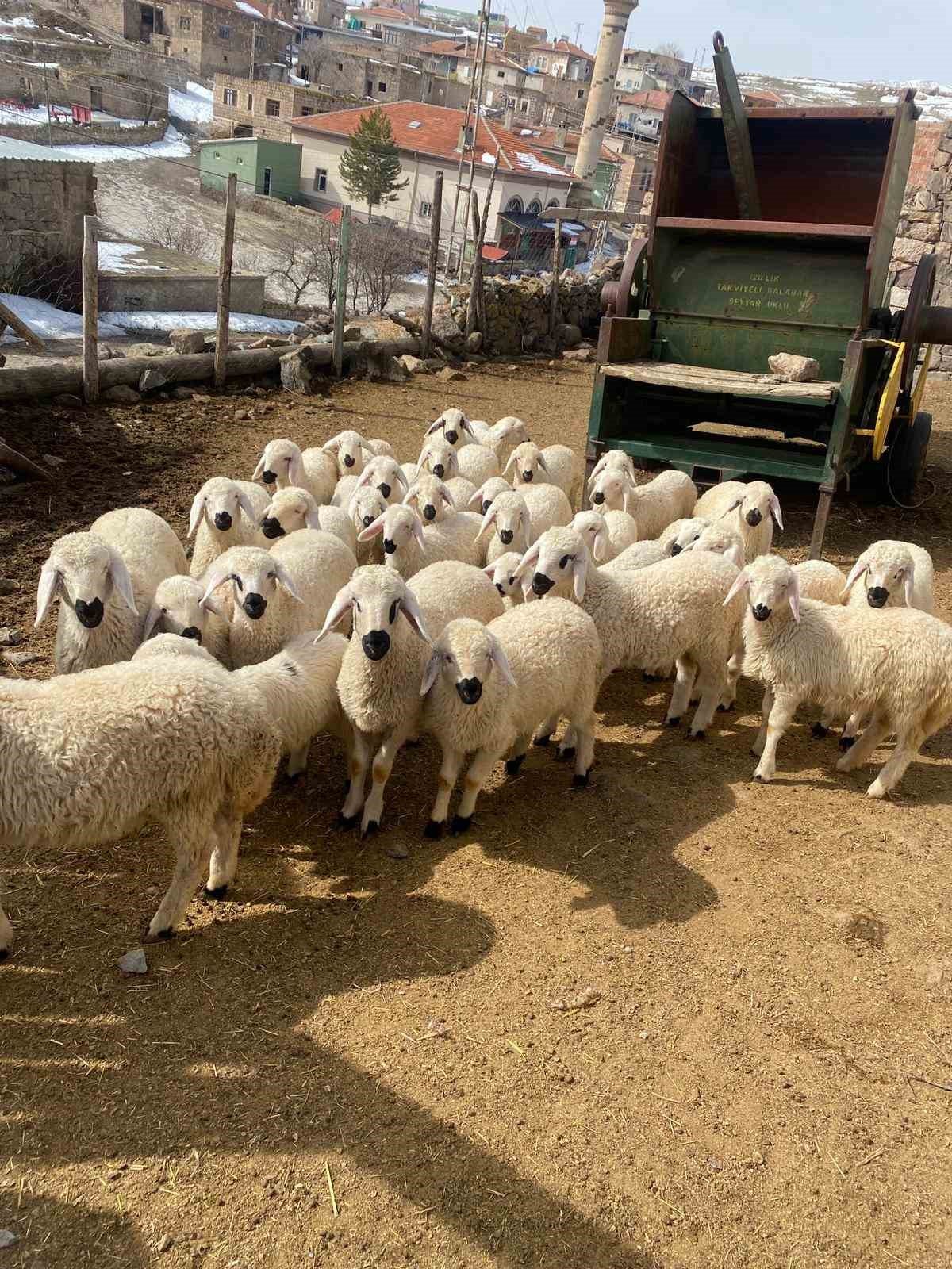 Başkan Büyükkılıç’ın ‘Meraları Şenlendiren Projesi’, besiciye umut oldu