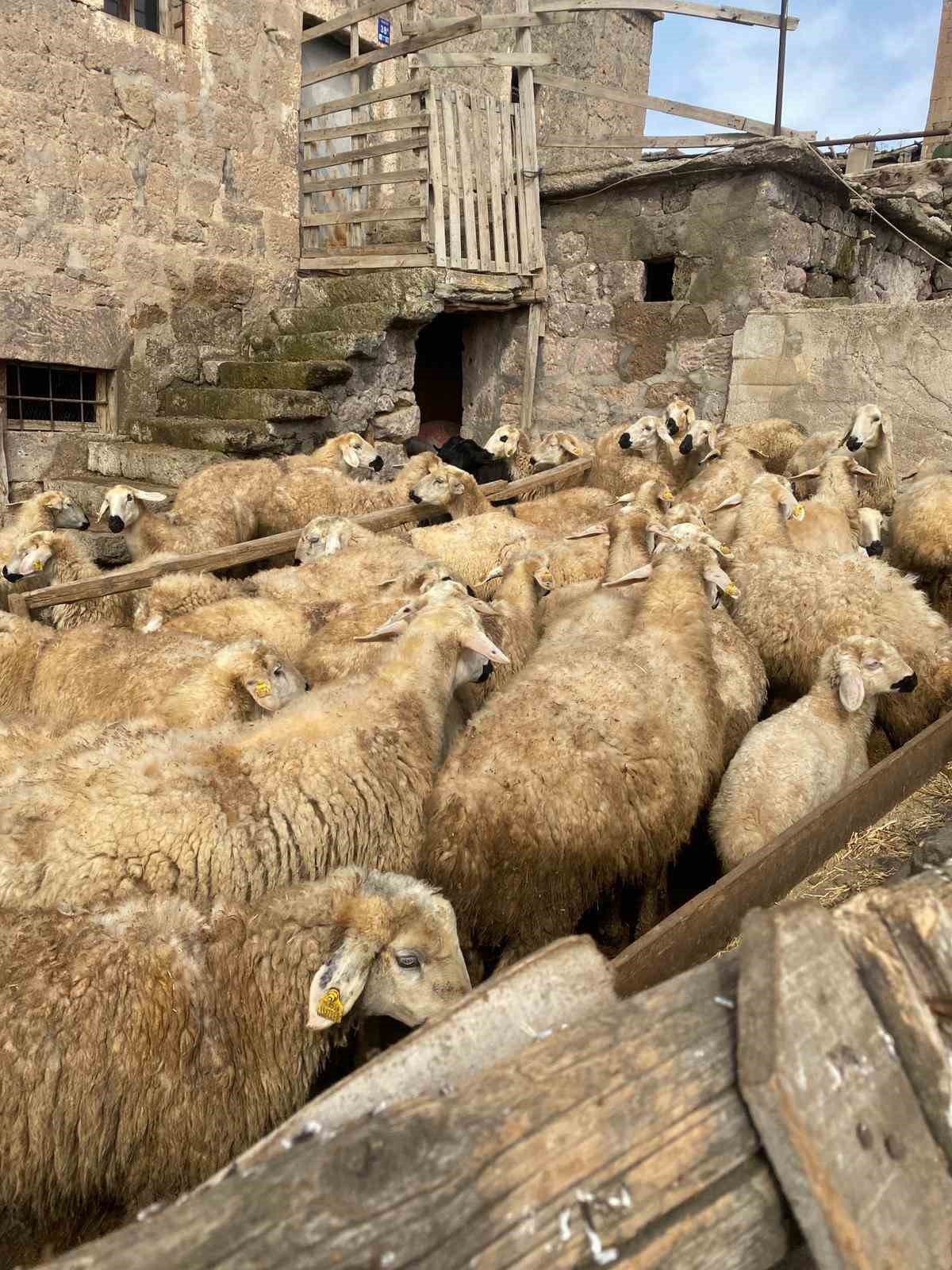 Başkan Büyükkılıç’ın ‘Meraları Şenlendiren Projesi’, besiciye umut oldu