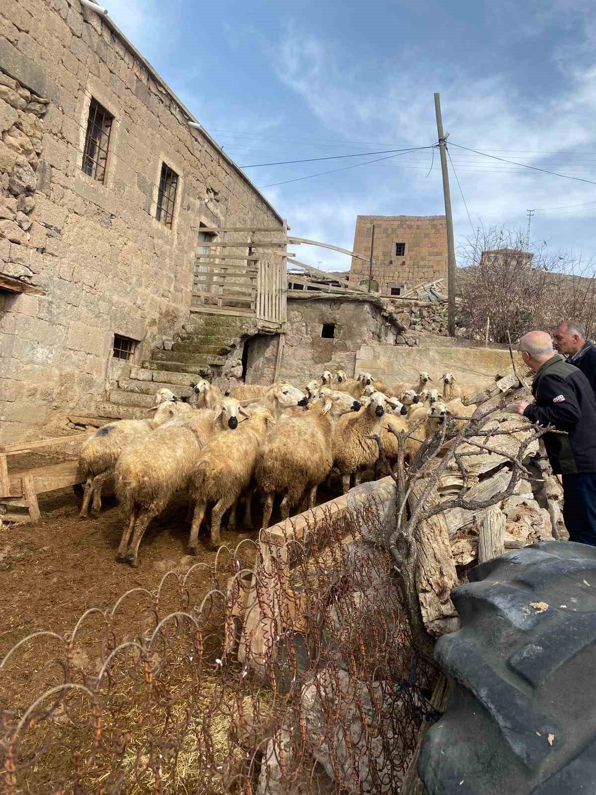 Başkan Büyükkılıç’ın ‘Meraları Şenlendiren Projesi’, besiciye umut oldu