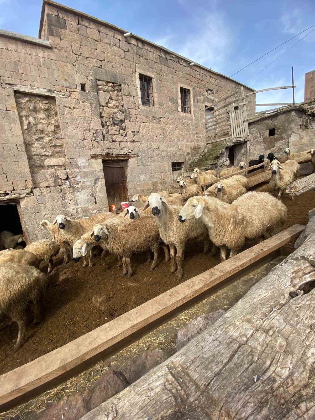 Başkan Büyükkılıç’ın ‘Meraları Şenlendiren Projesi’, besiciye umut oldu