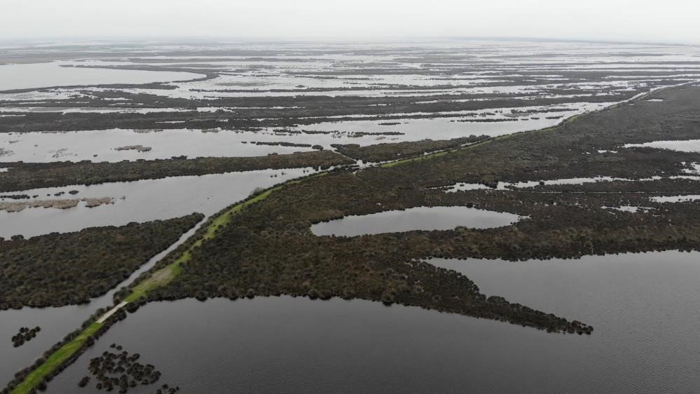 Türkiye’nin ihraç ettiği tıbbi sülüğün büyük bir kısmını Samsun karşılıyor