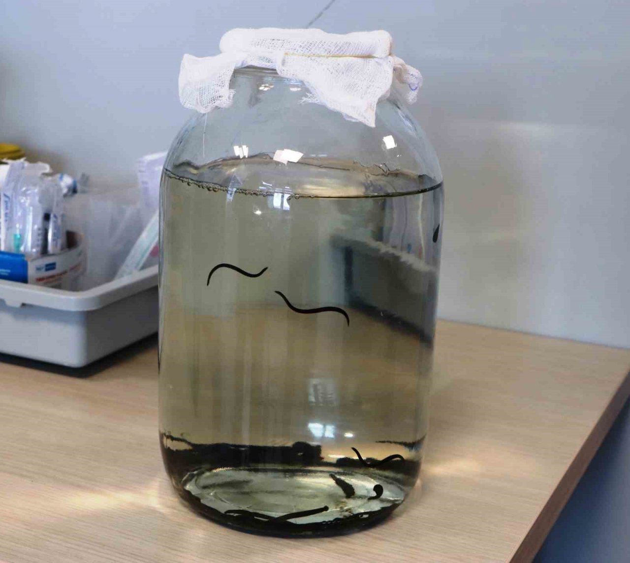 Türkiye’nin ihraç ettiği tıbbi sülüğün büyük bir kısmını Samsun karşılıyor