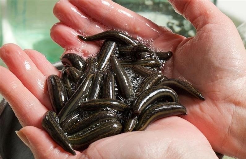 Türkiye’nin ihraç ettiği tıbbi sülüğün büyük bir kısmını Samsun karşılıyor