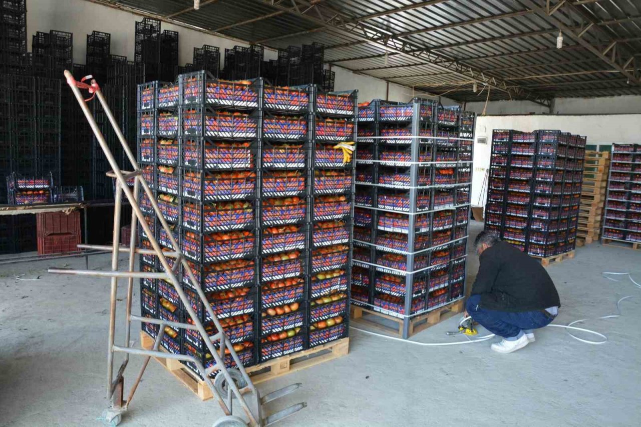 Domates ihracatındaki yasak kaldırıldı