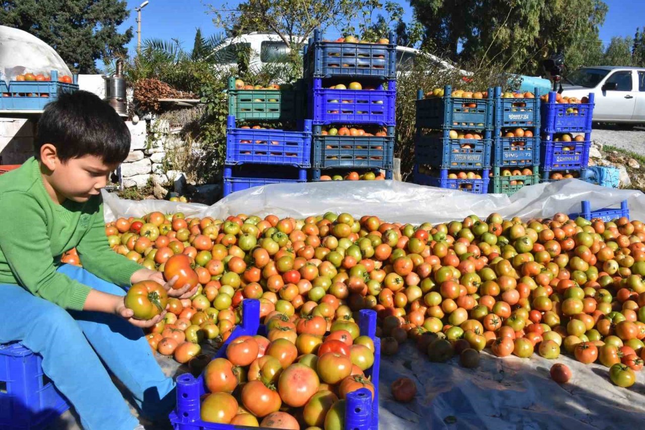 Domates ihracatındaki yasak kaldırıldı