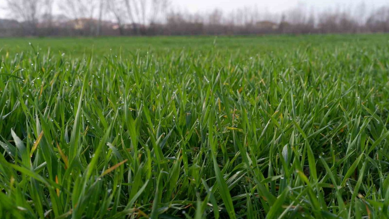 Çiftçide kuraklık endişesi: Buğday filizleri çimen boyunda kaldı