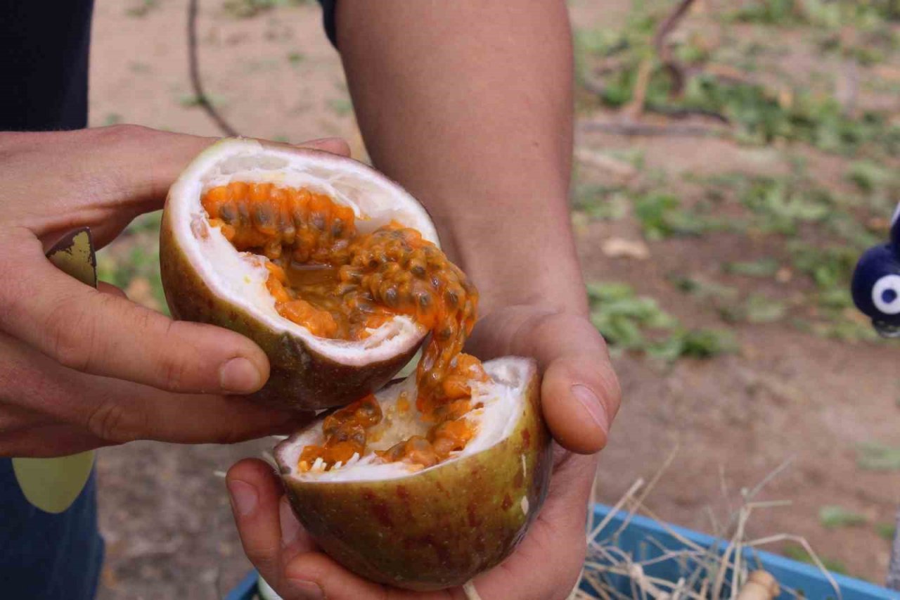 İthal meyveyi İzmir’de üretti, rotayı Avrupa’ya çevirdi