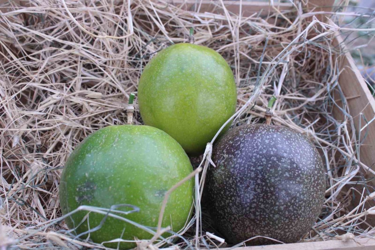 İthal meyveyi İzmir’de üretti, rotayı Avrupa’ya çevirdi