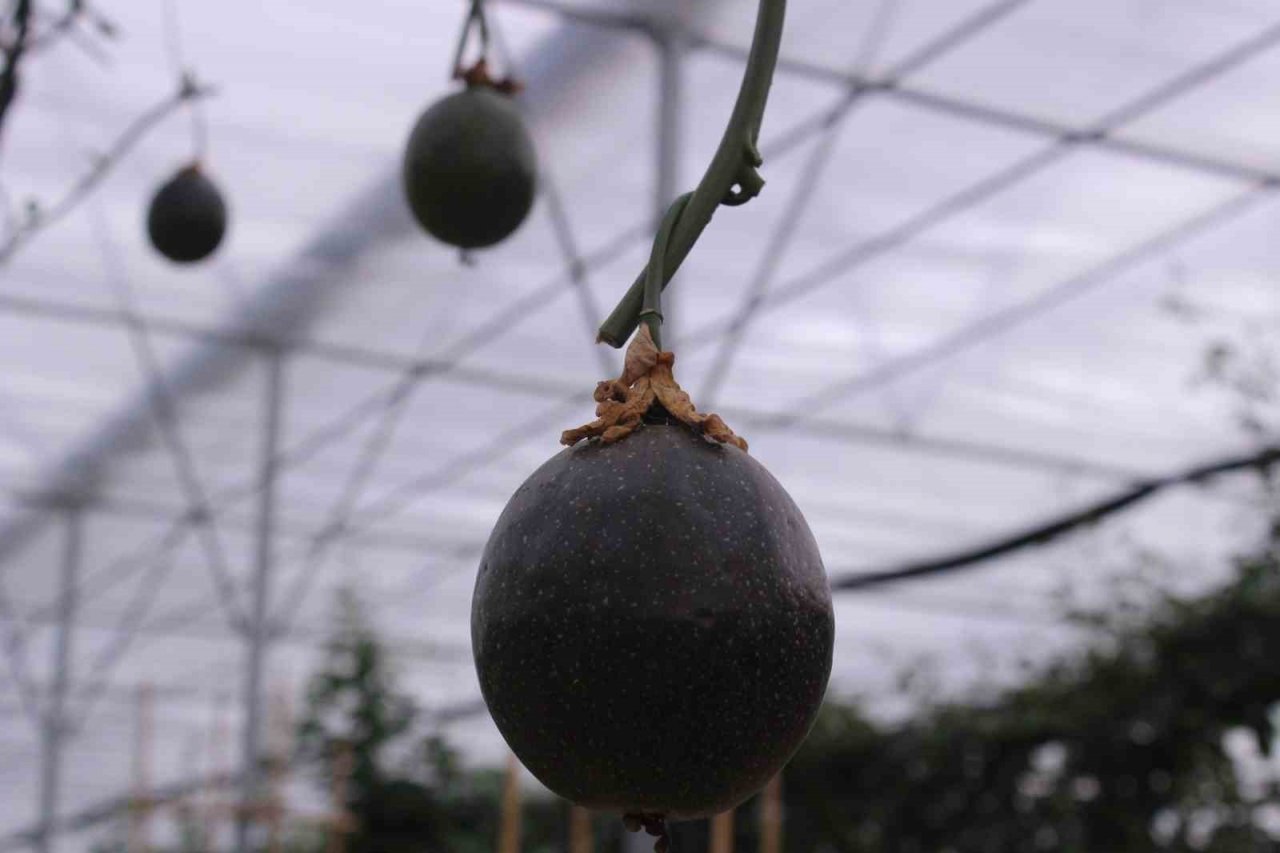 İthal meyveyi İzmir’de üretti, rotayı Avrupa’ya çevirdi