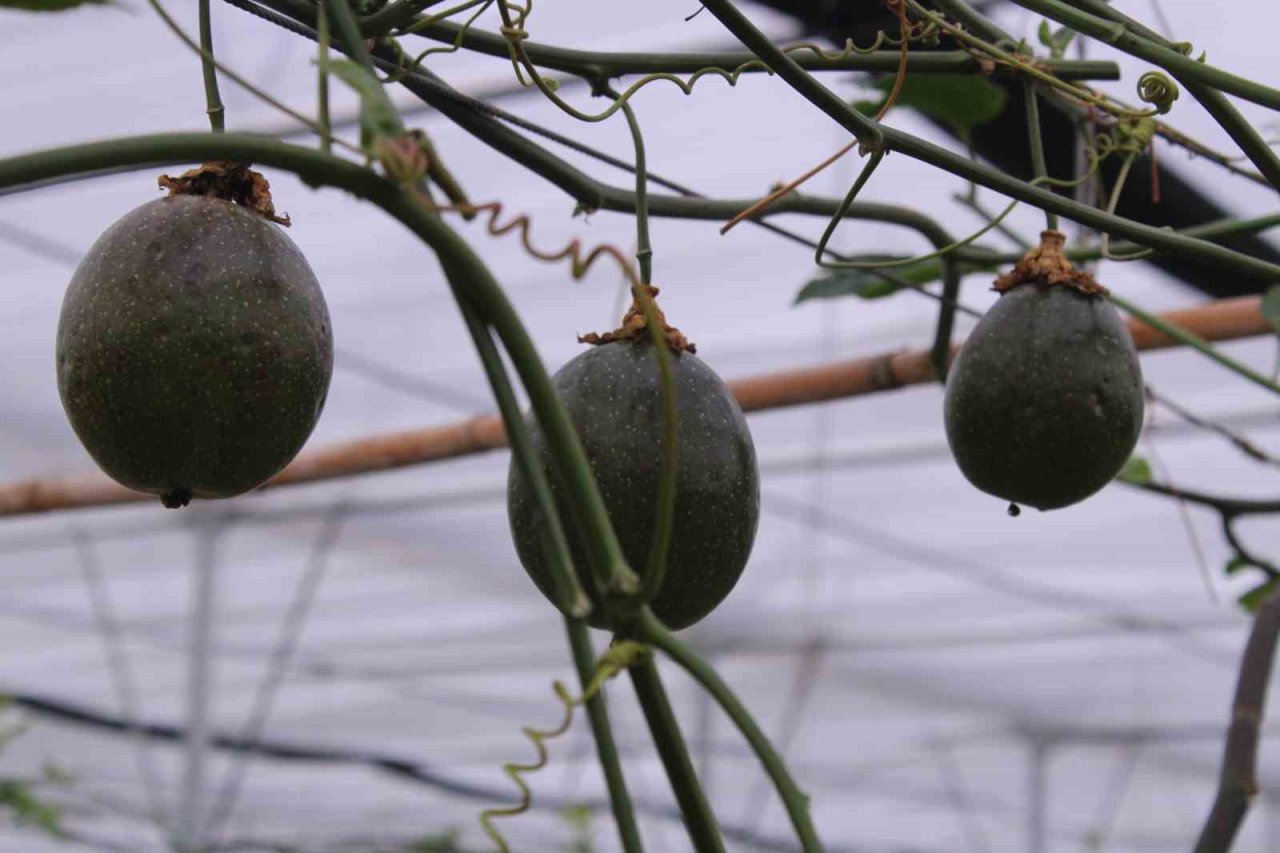 İthal meyveyi İzmir’de üretti, rotayı Avrupa’ya çevirdi