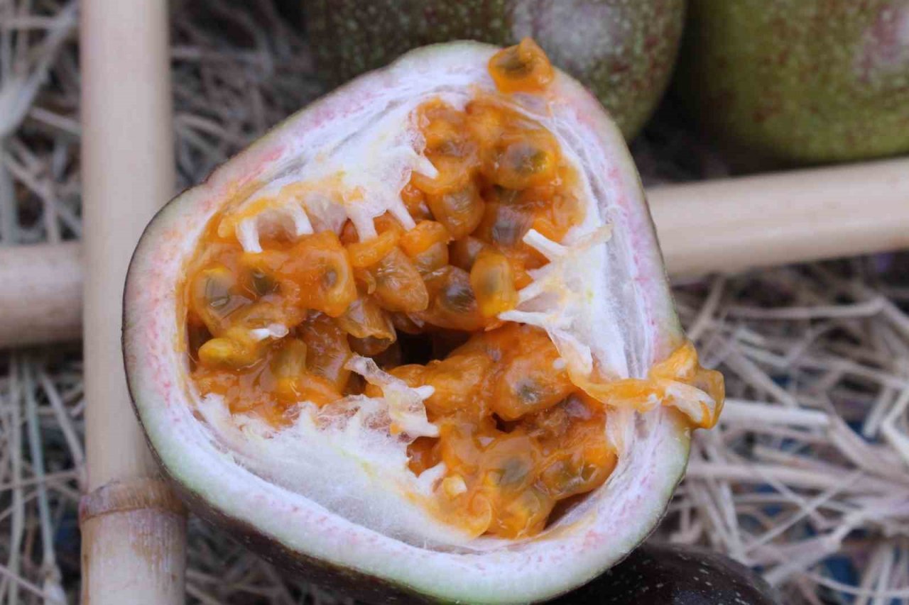 İthal meyveyi İzmir’de üretti, rotayı Avrupa’ya çevirdi