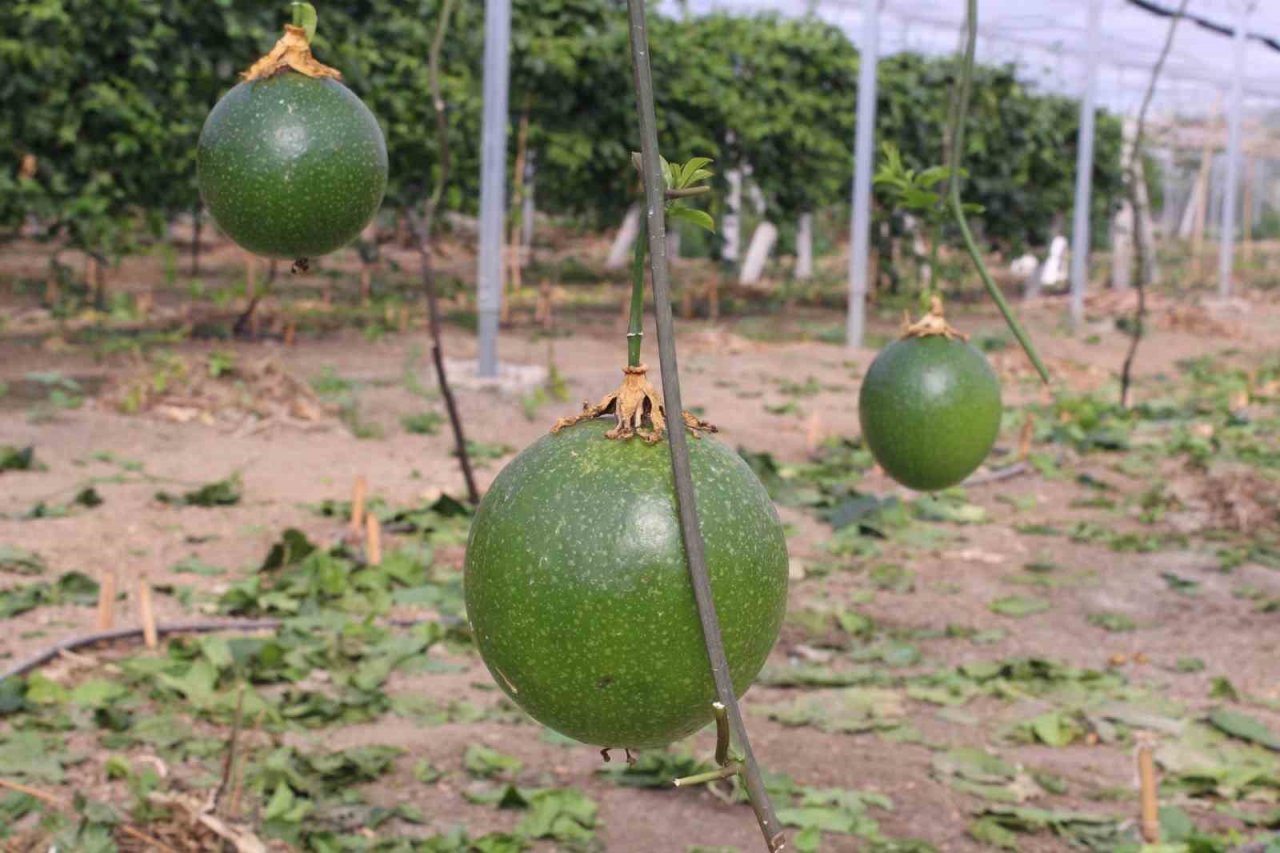 İthal meyveyi İzmir’de üretti, rotayı Avrupa’ya çevirdi