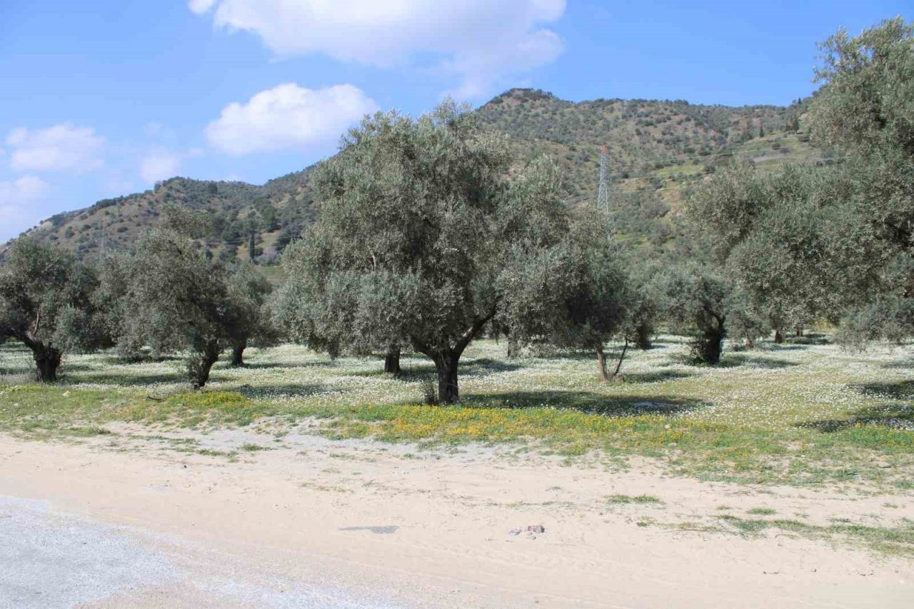 Bahar erken geldi, Aydın bu kez kar değil papatyalar ile beyaza büründü