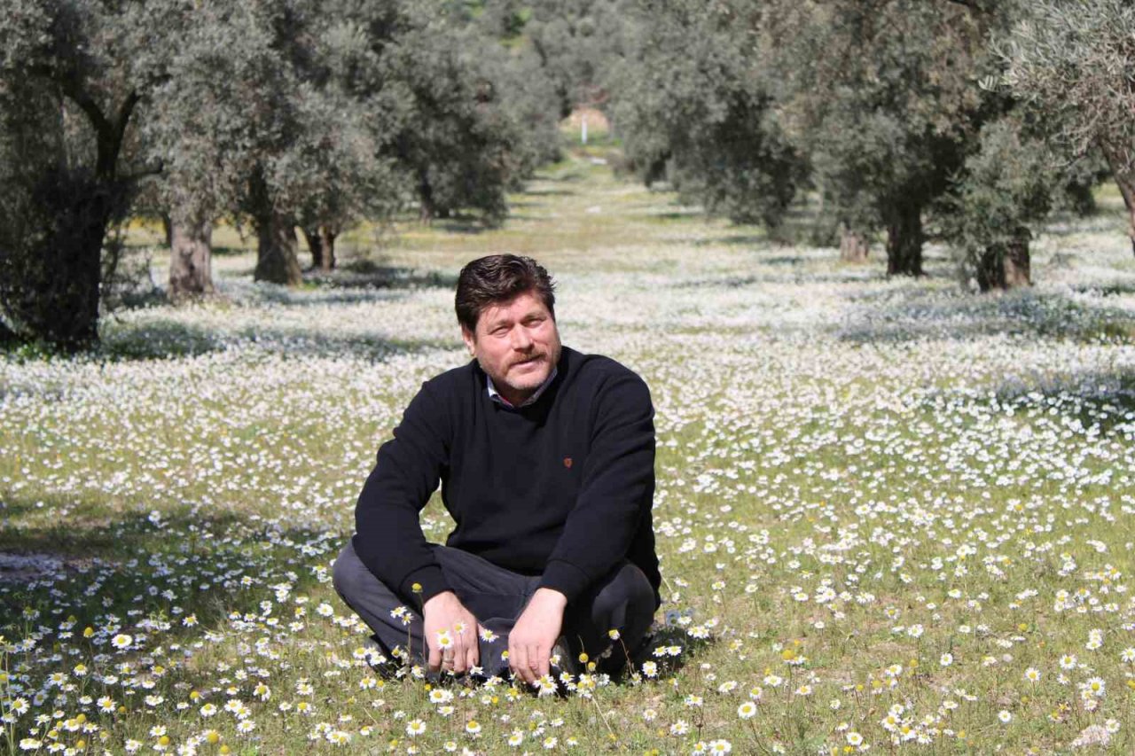 Bahar erken geldi, Aydın bu kez kar değil papatyalar ile beyaza büründü