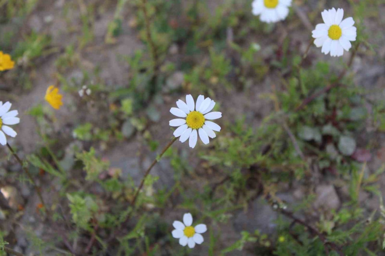 Bahar erken geldi, Aydın bu kez kar değil papatyalar ile beyaza büründü
