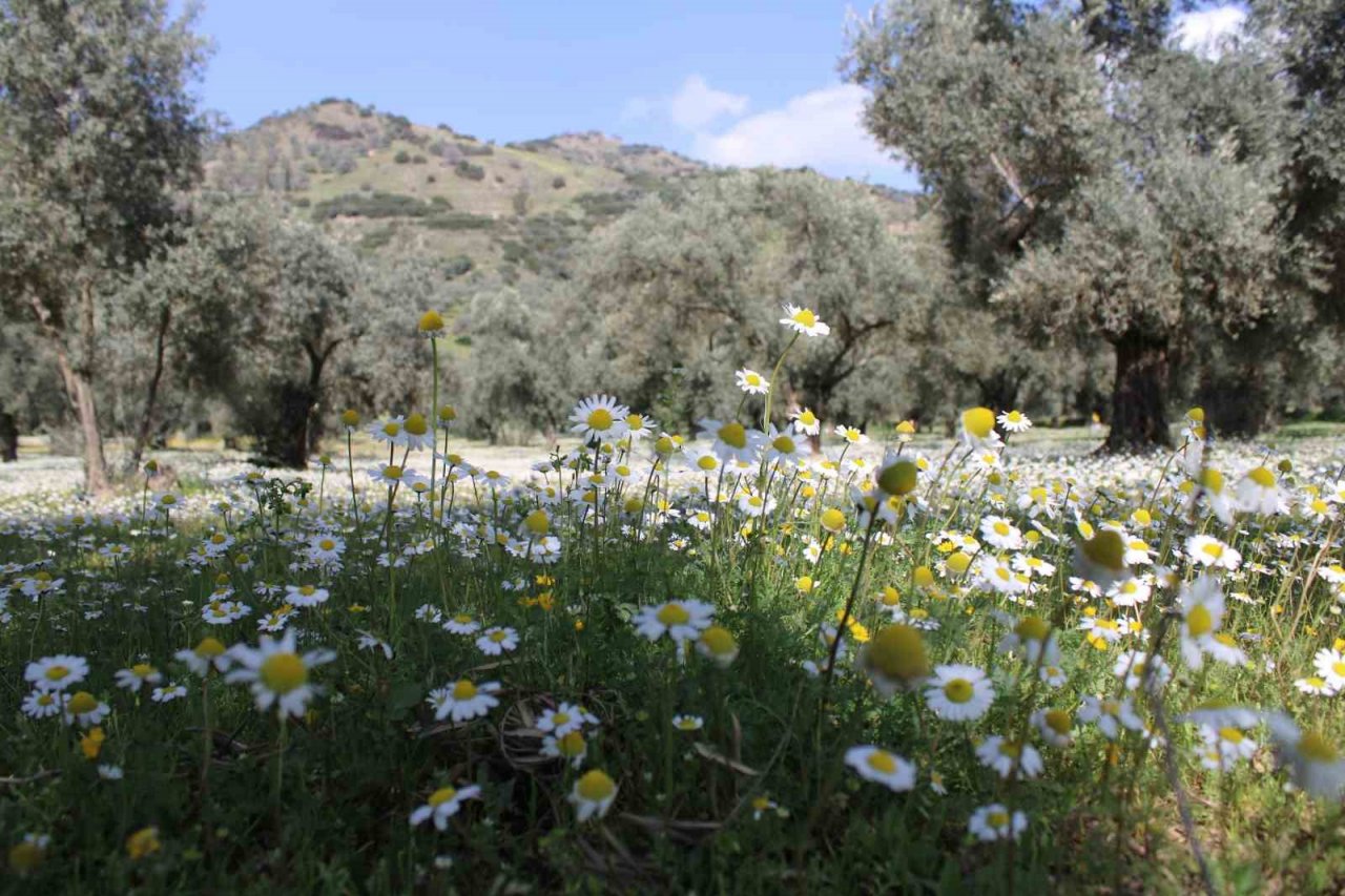 Bahar erken geldi, Aydın bu kez kar değil papatyalar ile beyaza büründü